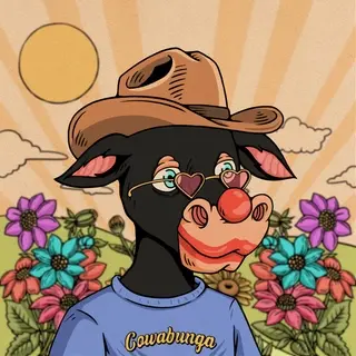 Cow #893