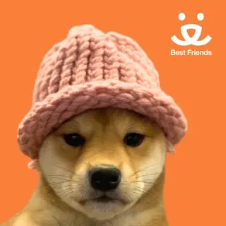 Dogwifhat x Best Friends